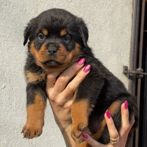 rottie pups for sale near me