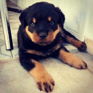 rottweiler adoption