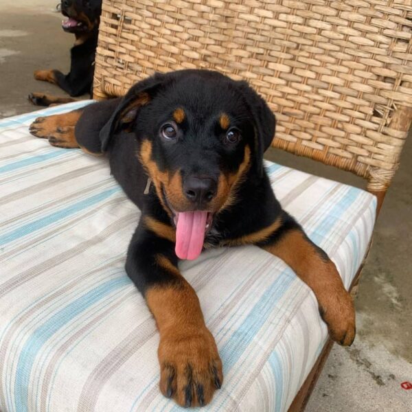 rottweiler breeder near me