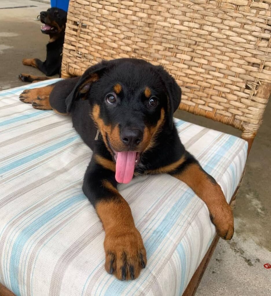 Boris
