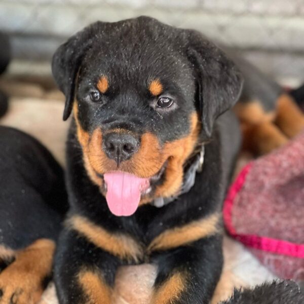 rottweiler puppies for sale in florida