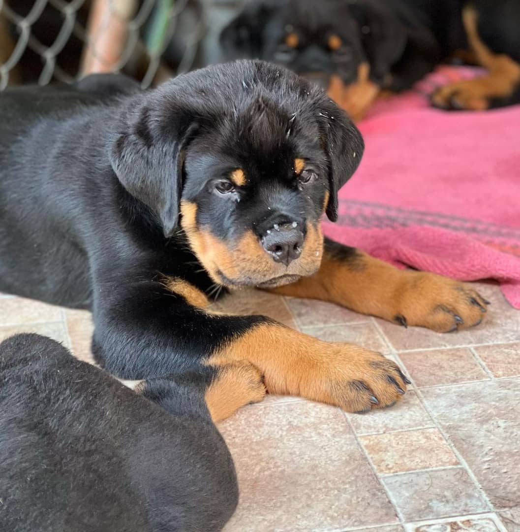 rottweiler puppies for sale under 1000 dollars