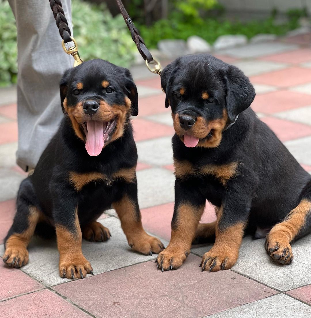 Rottweiler puppies near me for sale