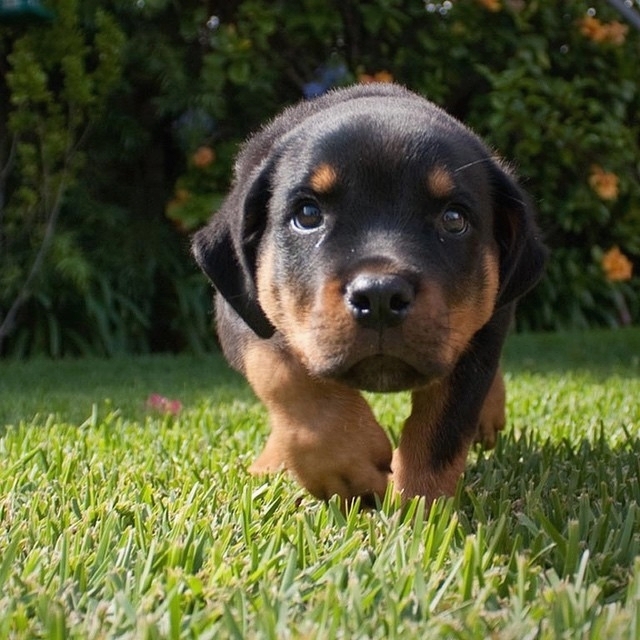rott pups for sale near me