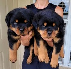 Rottweiler breeders/Rotbaby rottweiler for sale near me