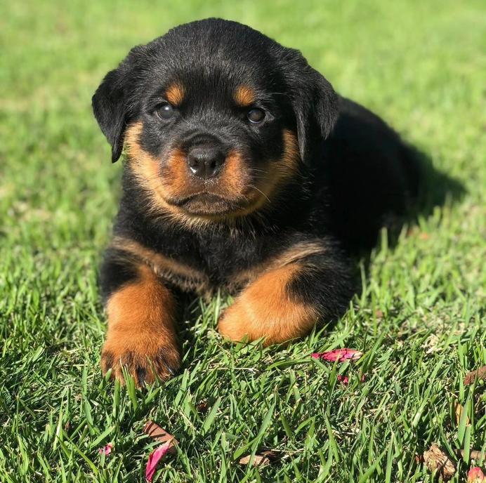 rottweiler puppies for sale ny
