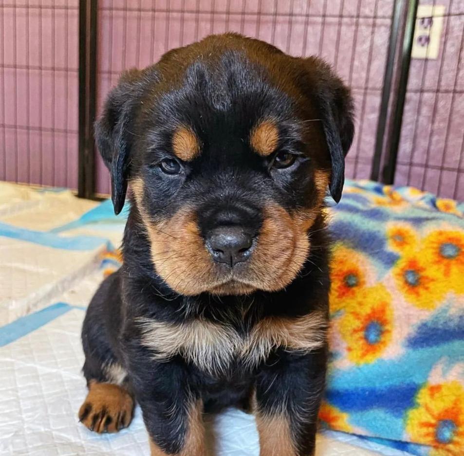 rottweiler puppies for sale indiana