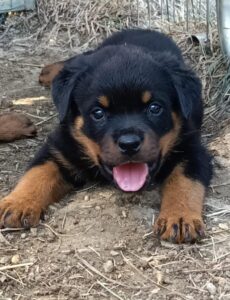 Pitbull Rottweiler mix