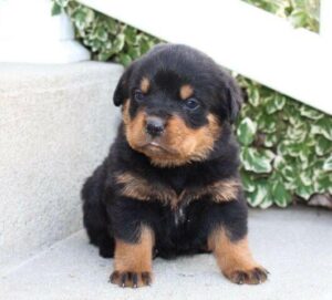 Rottweiler Puppies at 8 weeks old
