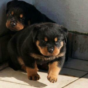 Rottweiler Puppies for sale in Iowa